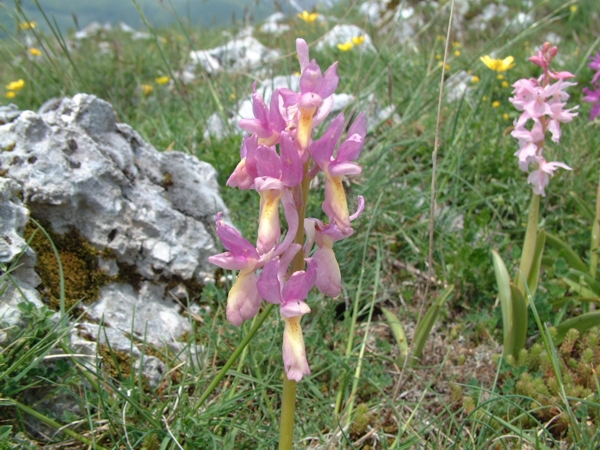 Orchis xcolemanii (ibrido: O. mascula x O. pauciflora)